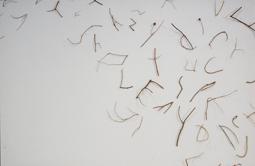 twigs